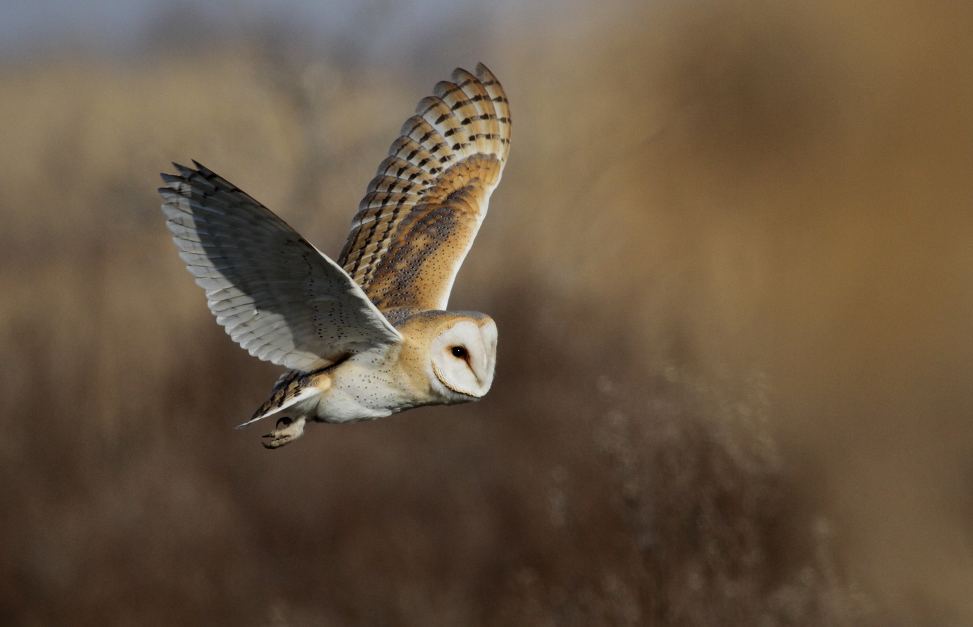 Coucou le hibou, ou la chouette ?